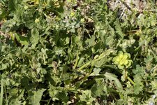 Invasions de fausses chenilles de tenthrèdes