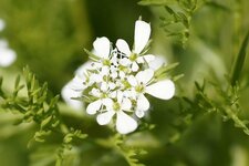 Fleur de Peigne de Vénus