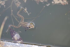 Grenouille verte - sous réserve