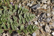 Erodium acaule - sous réserve
