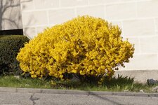 Forsythia