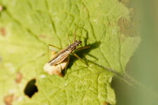 Nabidé sp.