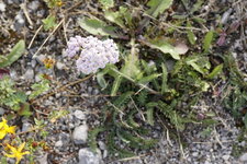 Achillée millefeuille