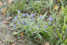Vipérine commune