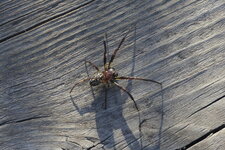 Larinioides sp.