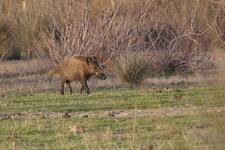 Sanglier