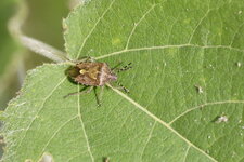 Carpocoris sp. ?