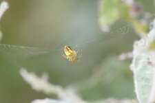 Metellina segmentata