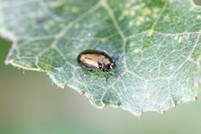 Crepidodera sp. - sous réserve