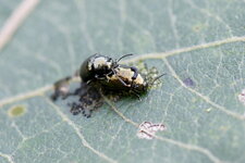 Crepidodera sp. - sous réserve