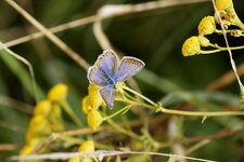 Le Bel argus ou Argus bleu céleste