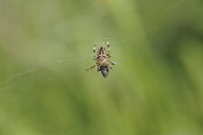 Epeire sp.