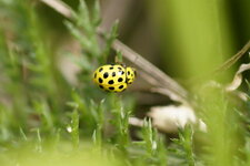 Psyllobora 22-punctata