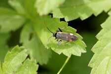 Miridé sp.