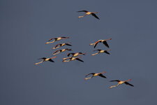 Escadrille de flamants en approche
