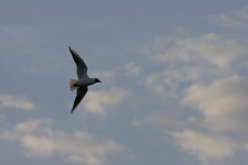 Mouette rieuse