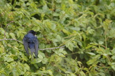 Hirondelle boudeuse