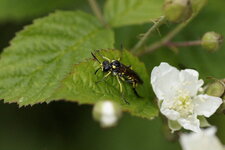 Tenthredo notha