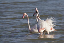 Ca dragouille dur chez les flamants, en ce moment...
