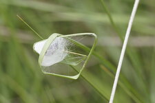 Abri pour araignée craintive
