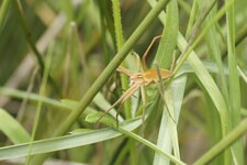 Pisaure sp.