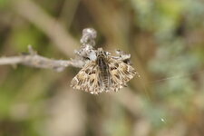Hespérie sp.