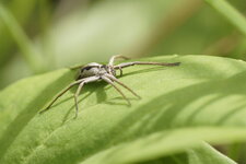 Pisaure sp.