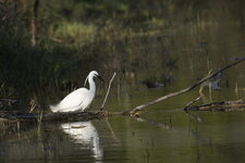 Aigrette garzette