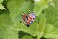 Araneus pallidus - sous réserve
