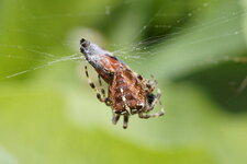Araneus pallidus - sous réserve