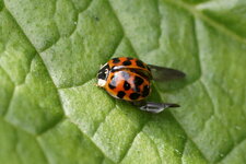 Harmonia axyridis - forme succinea