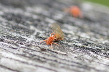 Acarien sp.