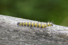 Chenille de la Bucéphale