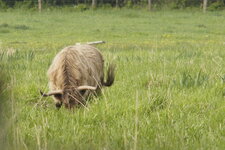 Highland cattle - variété à robe beige