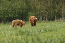 Highland cattle - variété à robe marron