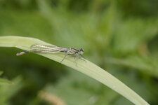 Agrion élégant à peine émergé de son exuvie