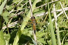 Libellule à 4 tâches