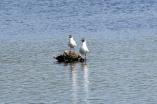 Mouettes rieuses