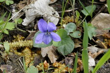 Violette sp.