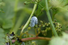 Larve de Tenthrède de la scrophulaire