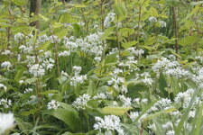 Ail des ours et Renouée du Japon