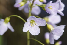 Cardamine des prés