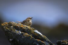 Pipit Maritime