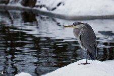 Héron cendré, Ardea cinerea