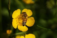 Abeille domestique