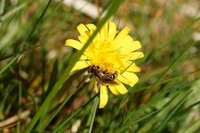 Colletes sp. - sous réserve