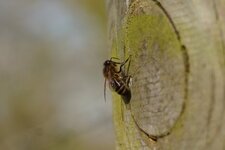 Abeille solitaire