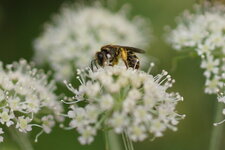 Abeille solitaire