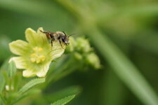 Abeille solitaire
