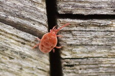 Trombidion soyeux